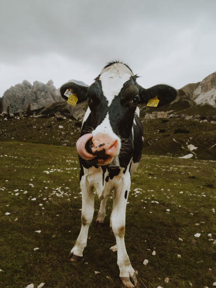 Mucca al pascolo